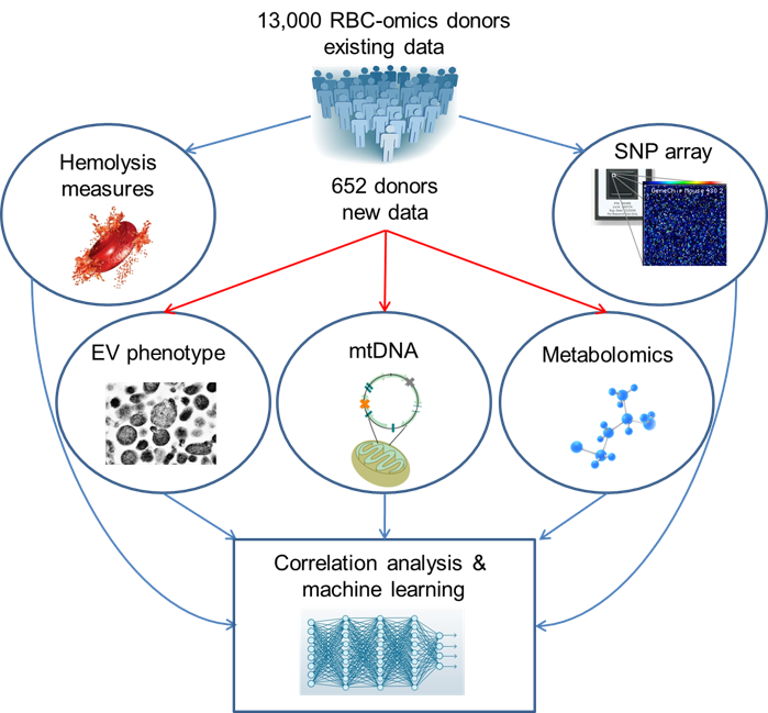 transfustion_immunology-(1).png
